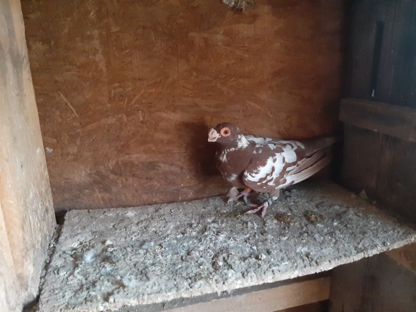  - Carunculati de Oradea 2023