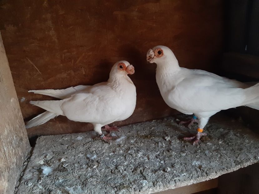  - Carunculati de Oradea 2023