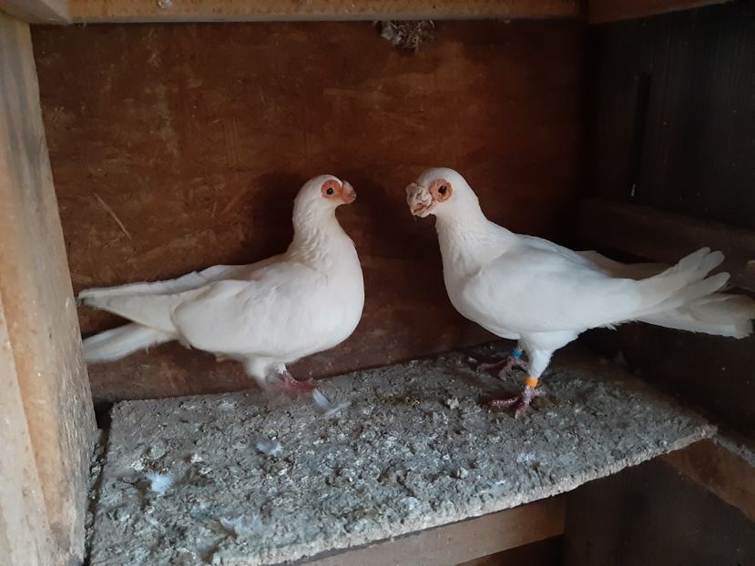  - Carunculati de Oradea 2023