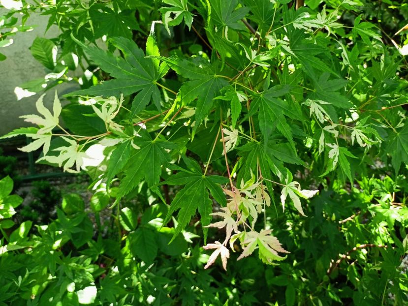 20.05.2023 - Grădina 2023 continuare 2