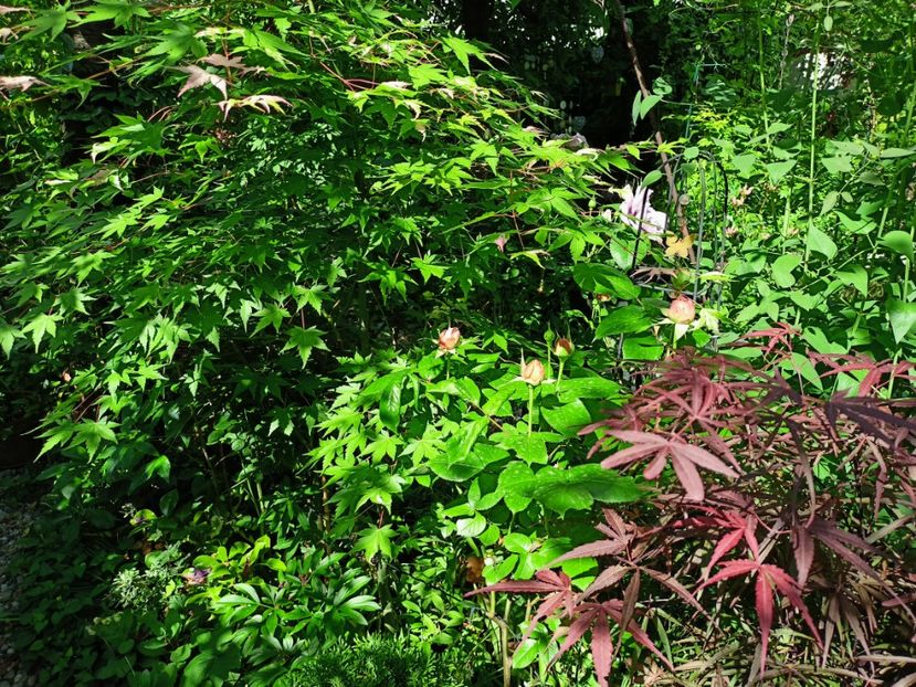 Asahi-Zuru și Hubbs Red Willow - Grădina 2023 continuare 2