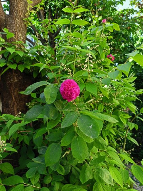  - Grădina 2023 continuare 2