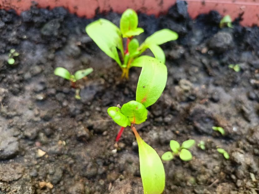 Mangold - Grădina 2023 continuare 2