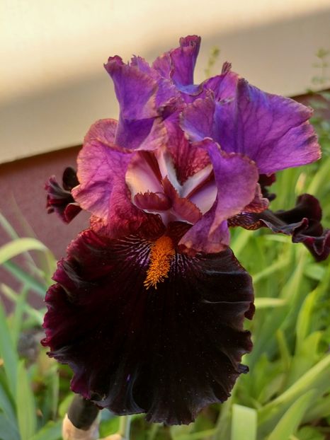  - Grădina 2023 continuare 2