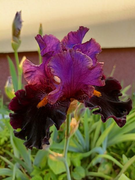  - Grădina 2023 continuare 2