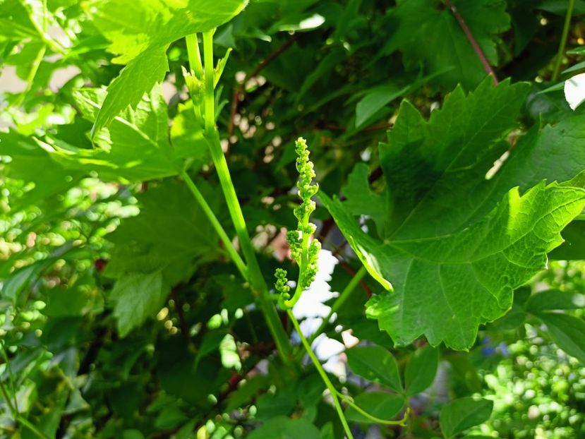 Cardinal - Grădina 2023 continuare 2