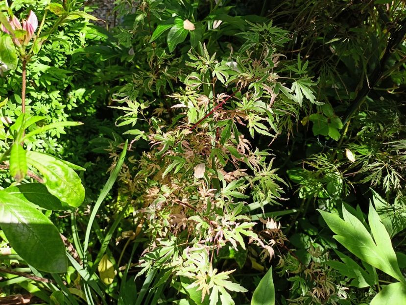 Butterfly - Grădina 2023 continuare 2