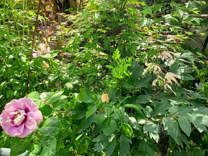 Asahi-Zuru - Grădina 2023 continuare 2