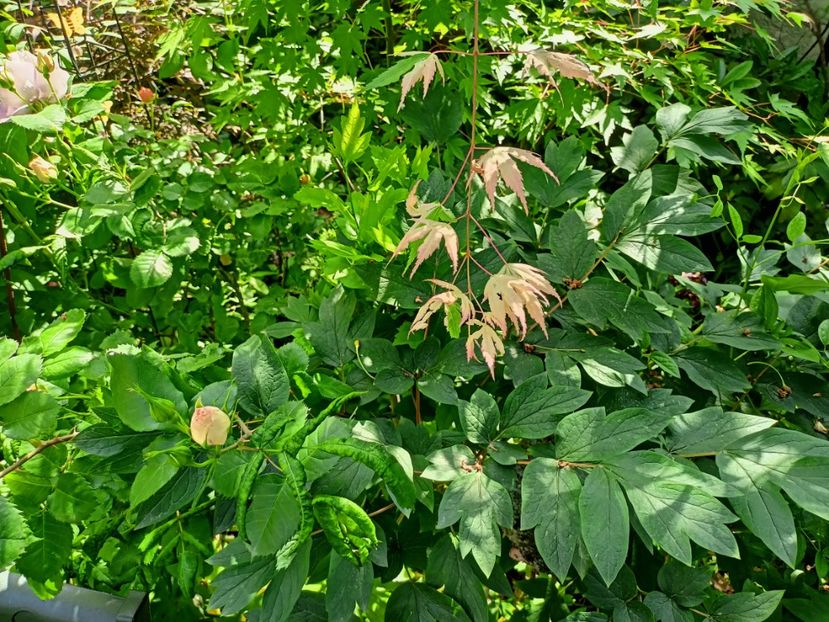 Asahi-Zuru - Grădina 2023 continuare 2