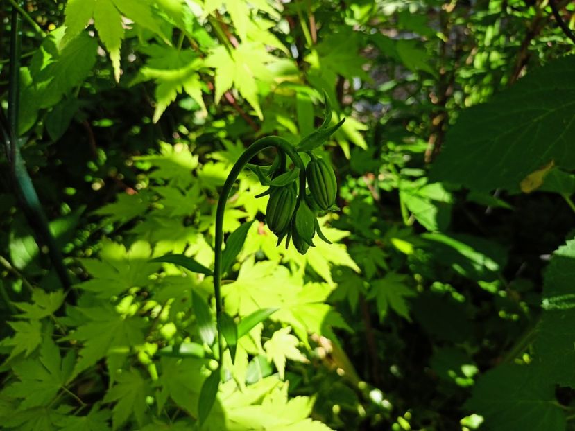 Lilium regale - Grădina 2023 continuare 2