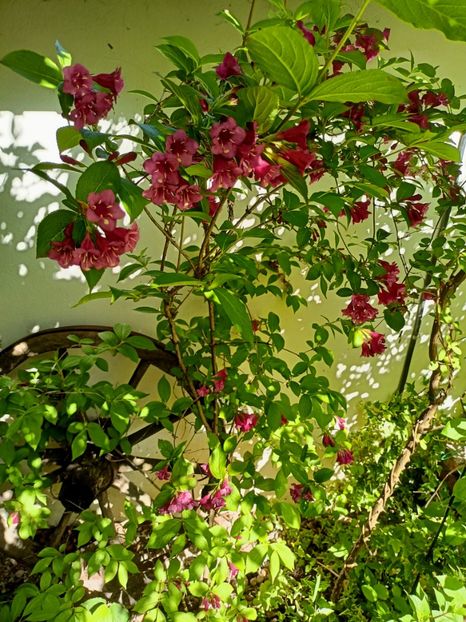 Weigela Ruby Red - Grădina 2023 continuare 2