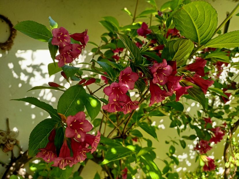  - Grădina 2023 continuare 2