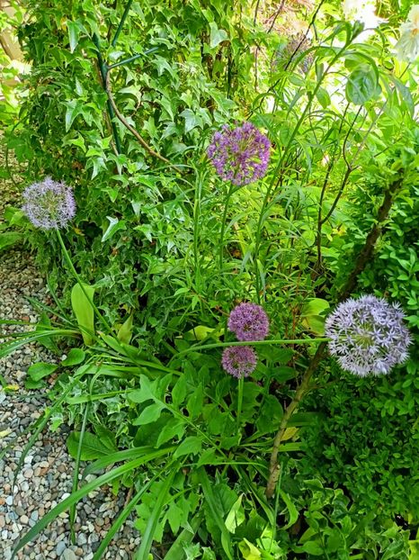  - Grădina 2023 continuare 2