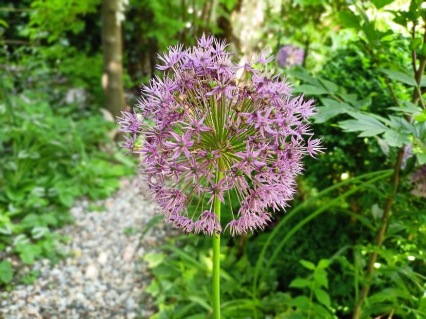  - Grădina 2023 continuare 2