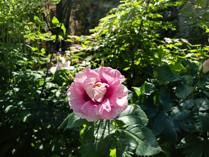 Eyes for You - Grădina 2023 continuare 2