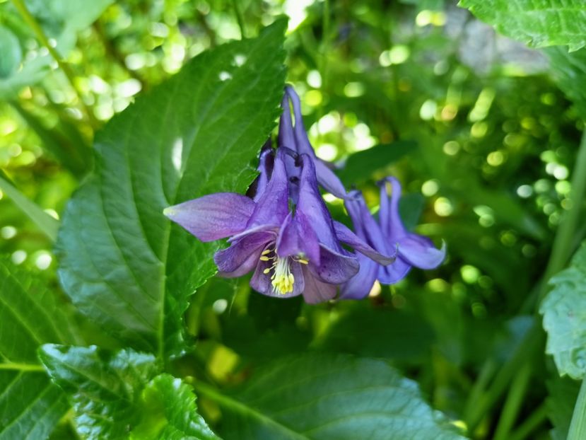  - Grădina 2023 continuare 2