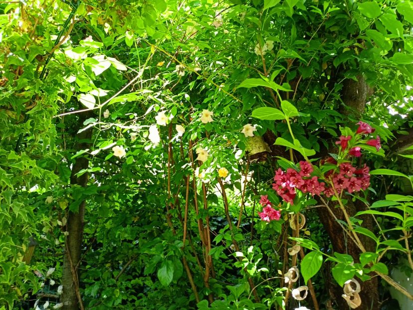  - Grădina 2023 continuare 2