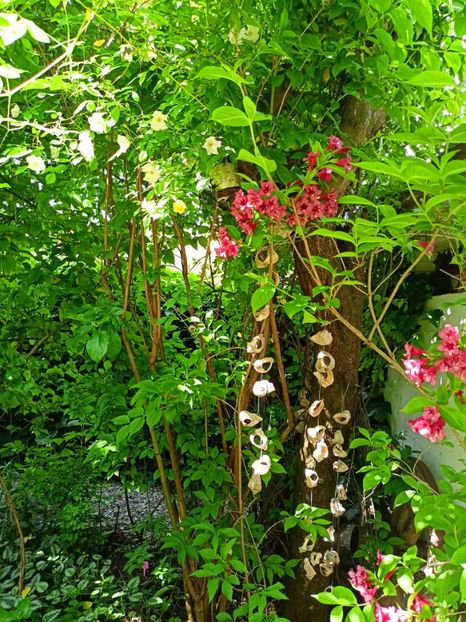  - Grădina 2023 continuare 2