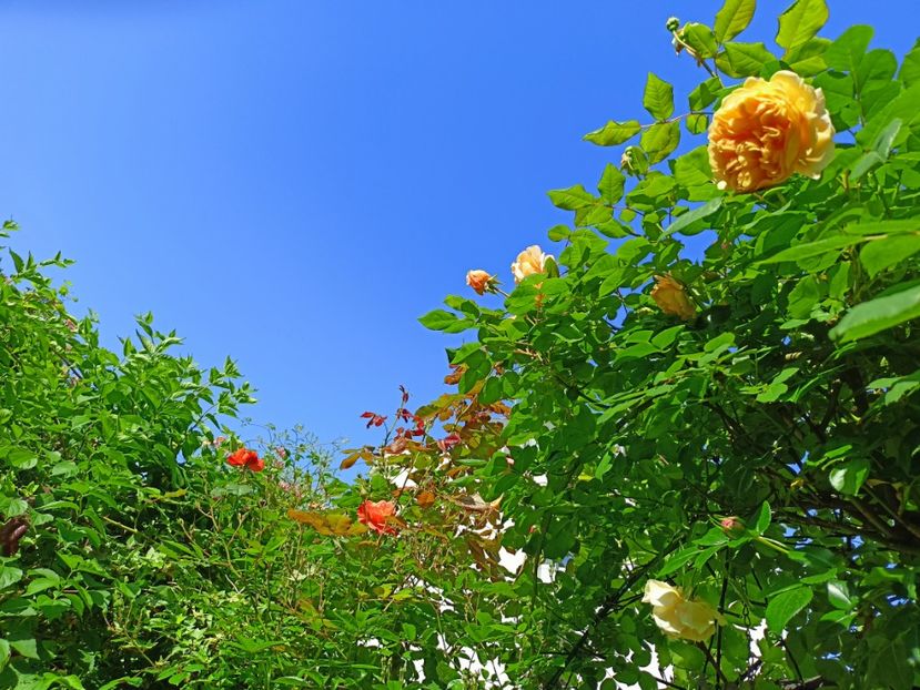  - Grădina 2023 continuare 2