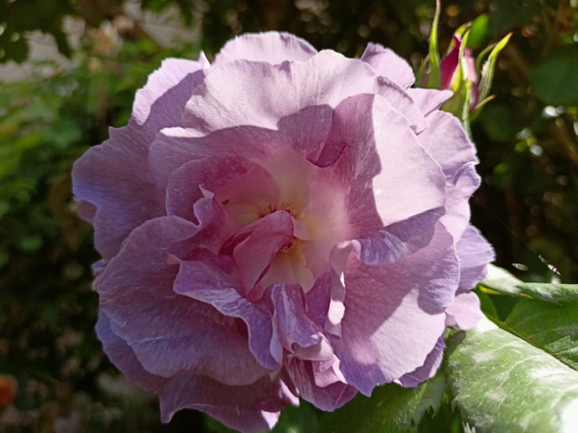 Blue for You - Grădina 2023 continuare 2