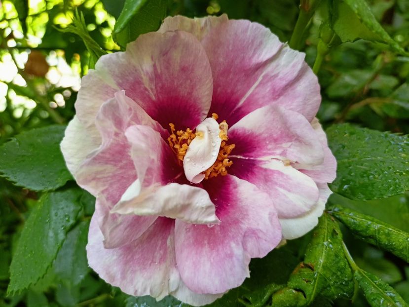 Eyes for You - Grădina 2023 continuare 2