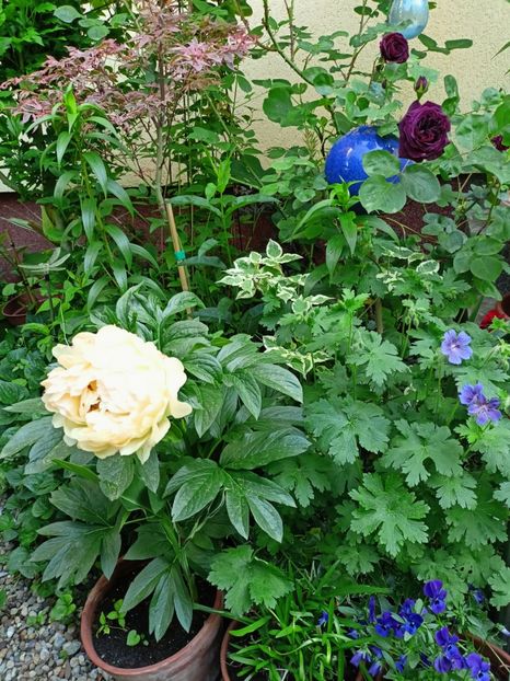  - Grădina 2023 continuare 2