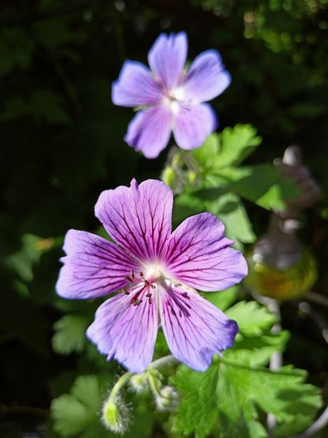 Geranium magnificum Rosemoor - Grădina 2023 continuare 2