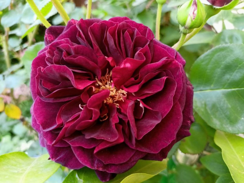 Tradescant - Grădina 2023 continuare 2