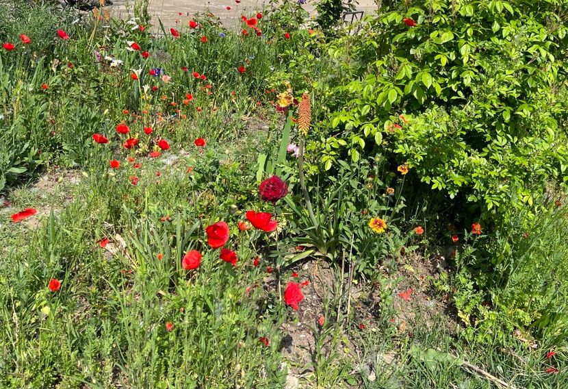 3083D861-188A-45CA-9654-7F2E5FB8D417 - Flori la Balta 2016 2023