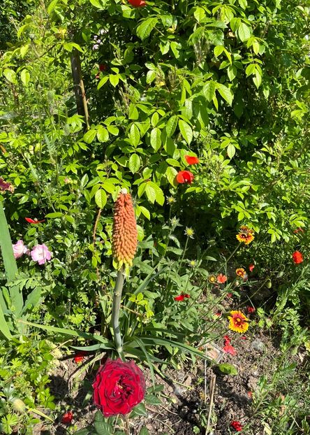 5CAD14A0-B147-45FE-AF81-4B6ECBD2CBAE - Flori la Balta 2016 2023