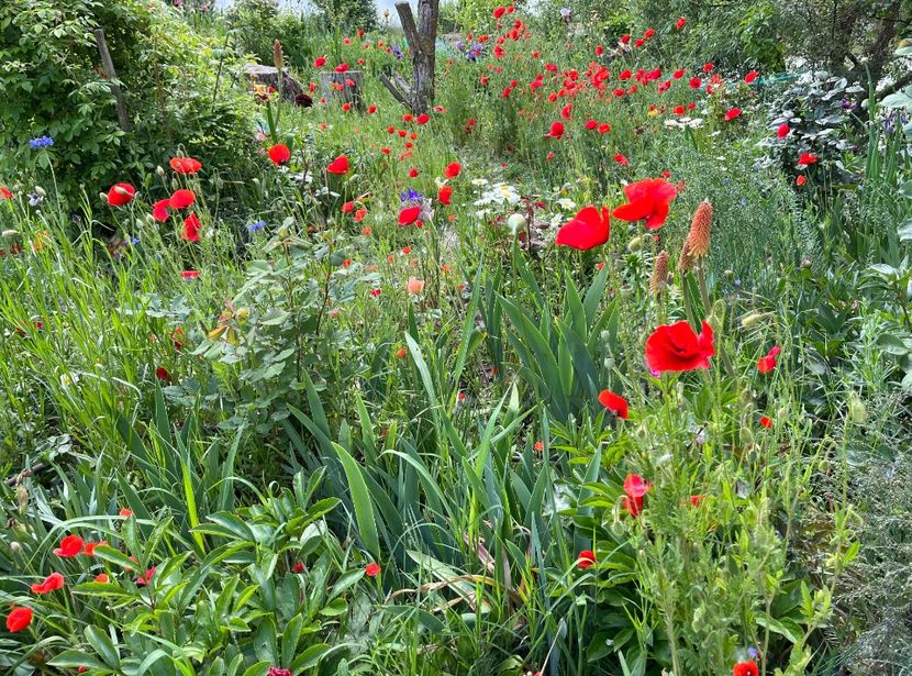 BB5A8DA1-140D-47BB-B39B-30DAA066F319 - Flori la Balta 2016 2023