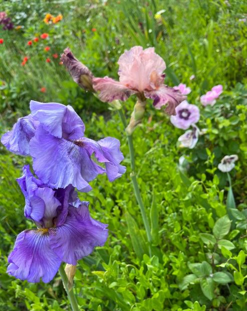 BA1100ED-3B5A-4D3D-A276-FA5A32F6B26A - Irisi 2017 2023 2024