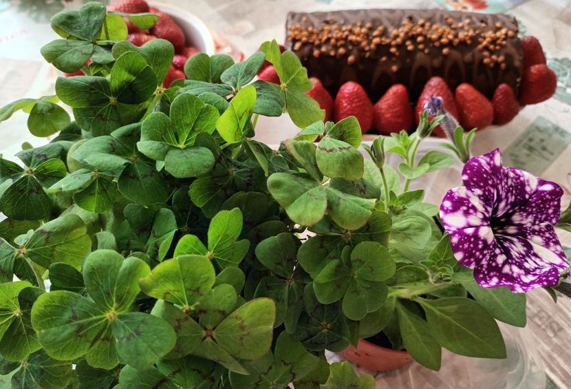 La multi ani din toata inima doamnelor mele dragi cu numele Elena! - Albumul Floricelelor