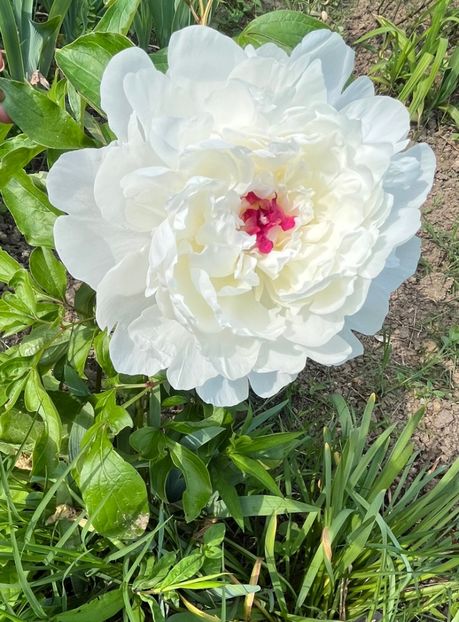 Festivă maxima - Bujor