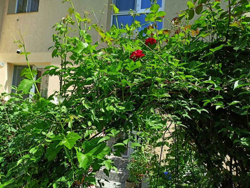 Symphatie - Grădina 2023 continuare 2