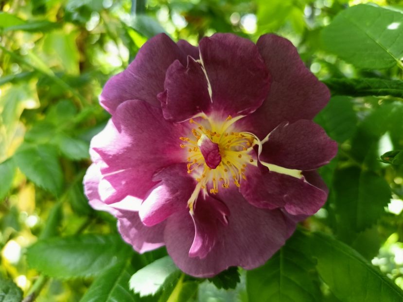  - Grădina 2023 continuare 2