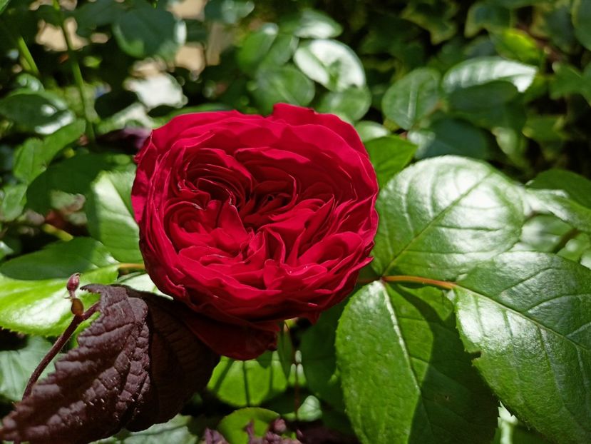  - Grădina 2023 continuare 2