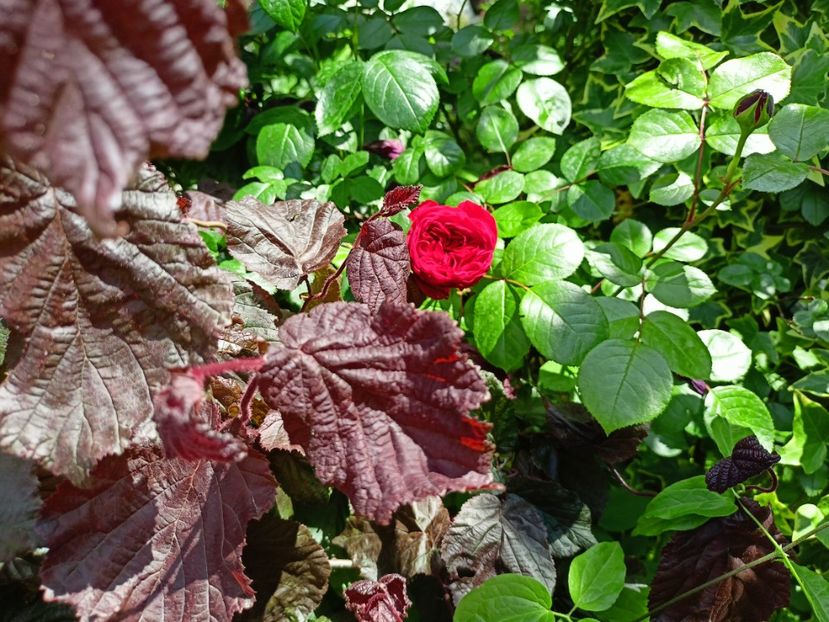  - Grădina 2023 continuare 2