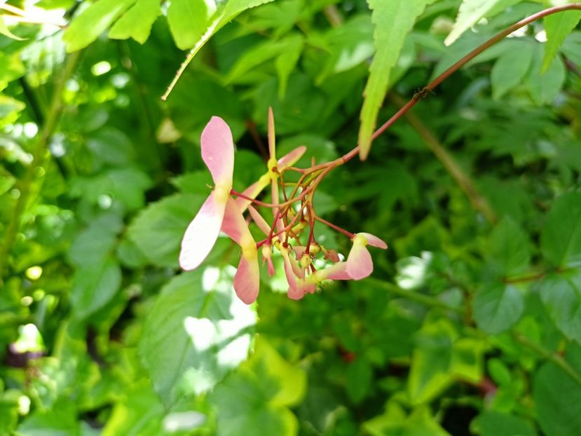  - Grădina 2023 continuare 2