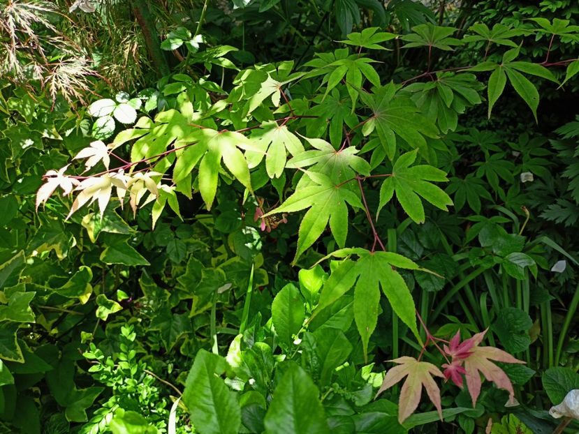 Osakazuki - Grădina 2023 continuare 2