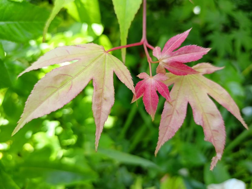 Osakazuki - Grădina 2023 continuare 2