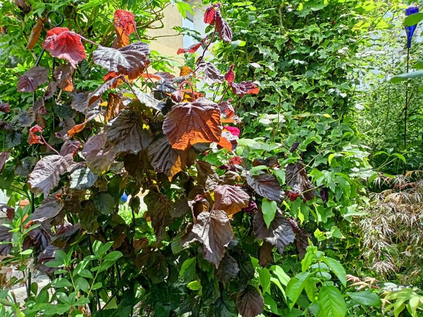 Avellana contorta Red Majestic - Grădina 2023 continuare 2