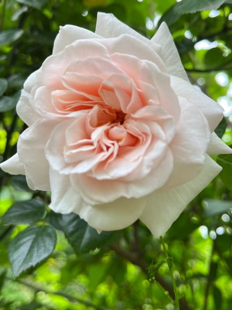 Urcator - Trandafiri 2023