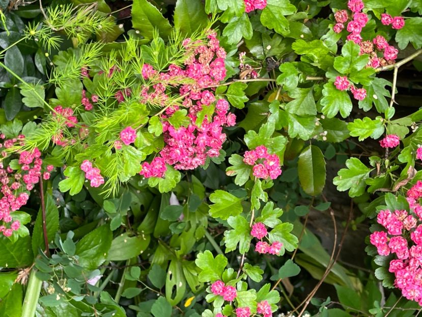 Paducel - Arbuști 2021-2023