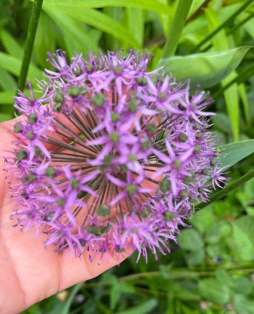 4FF16404-AEA1-47CB-996F-37B036292C27 - Allium 2020 21 22