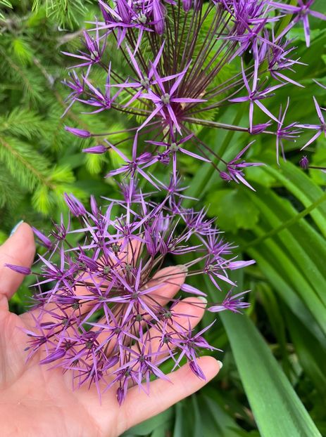 300267D1-9C65-4BBC-A79D-ACD8D1D66531 - Allium 2020 21 22