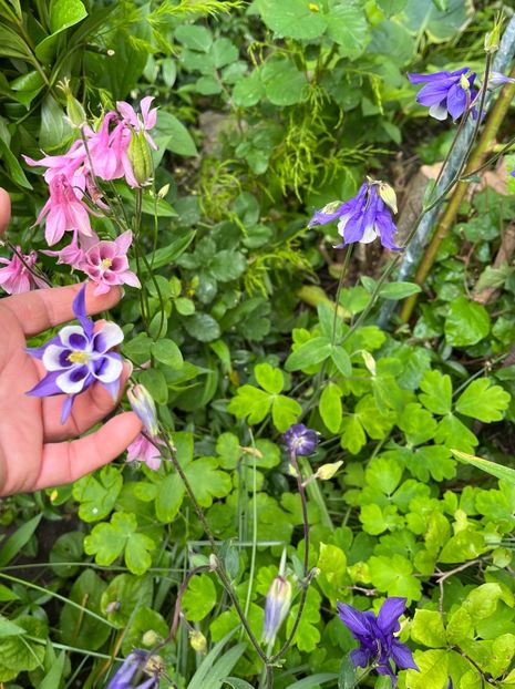 2D15B8F3-D388-40C3-92D7-784EB14F73CA - Caldaruse 2020-2023