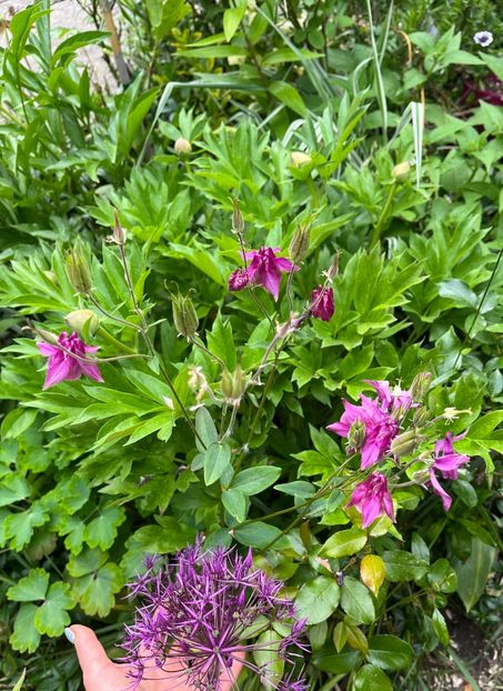 1AFA615D-9BF8-4DC0-980E-A75ED88192A7 - Caldaruse 2020-2023