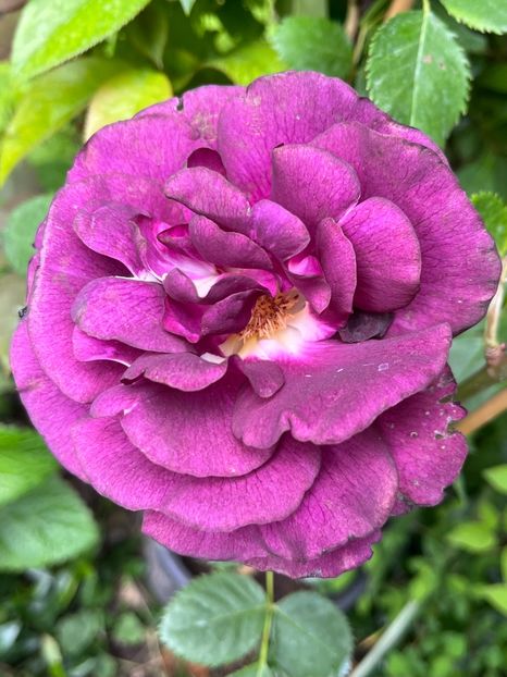 4D4684FC-B4DA-427B-9E75-9533E5C8CF98 - Trandafiri 2023