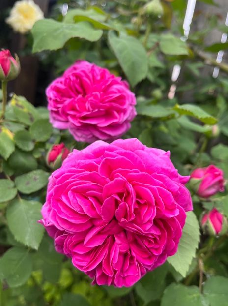 5836FB8B-BD77-4521-9385-9DE42FBA8FDD - Trandafiri 2023